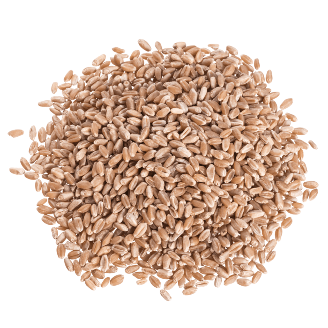 Wheat Berries, Hard Red, Spring Wheat