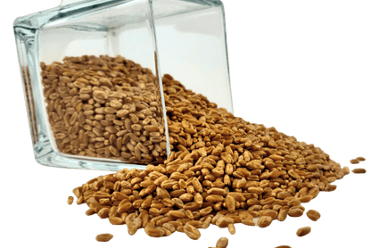 Wheat Berries, Hard Red, Winter Wheat, Wheat Montana