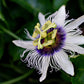Passion Flower, Cut, Sifted