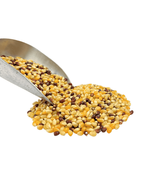 Popcorn, Tri-Color, Organic